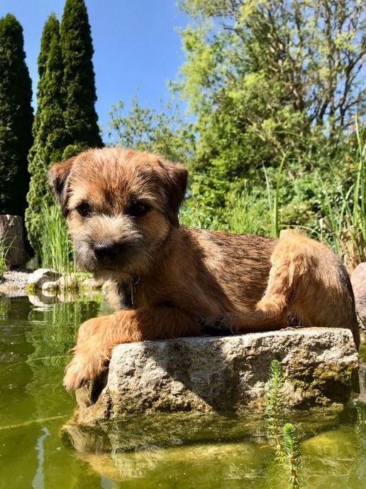 Border Terrier Ragnar