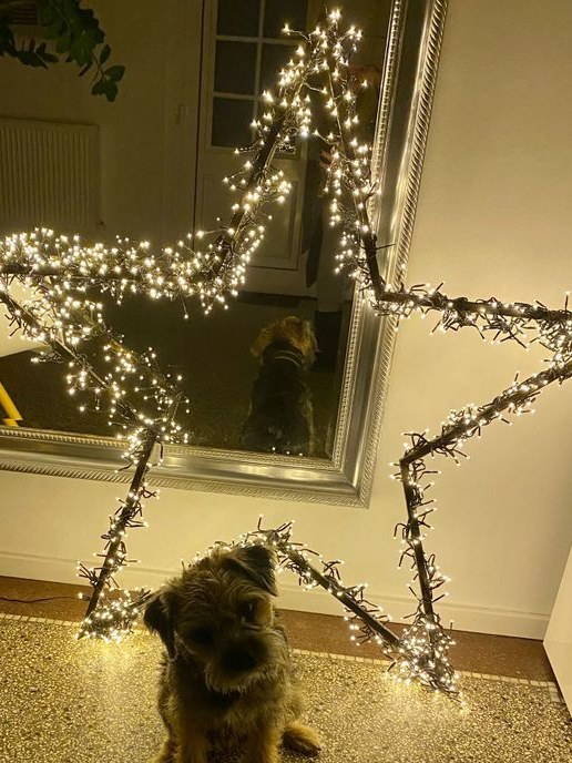 Border Terrier Schröder