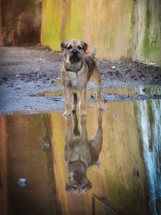 Border Terrier Schrubber