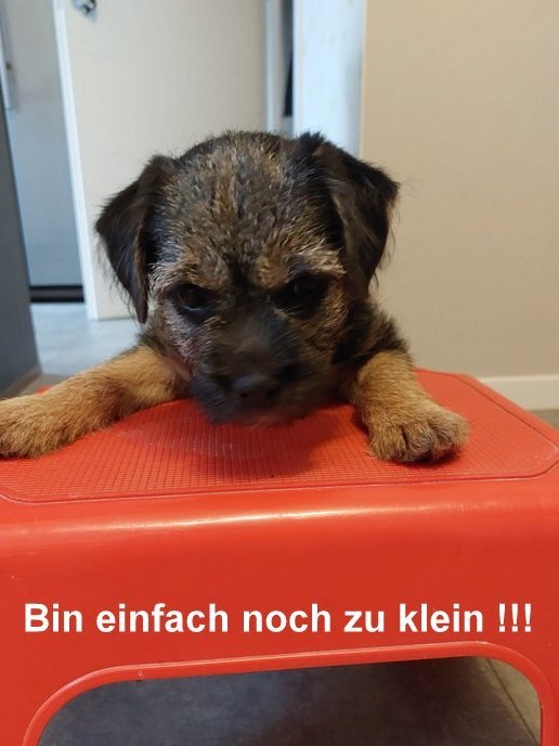 Border Terrier Tara