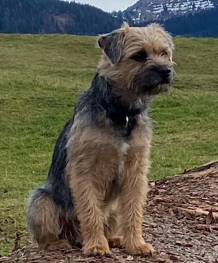 Border Terrier Boomer sitzt auf einer Wiese vor Bergpanorama