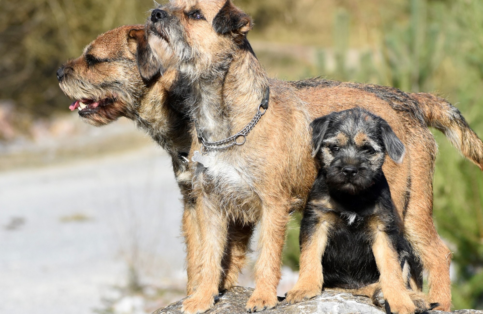 Die Border Terrier Edgar und Paulina mit dem Welpen Rosa auf einem Felsen