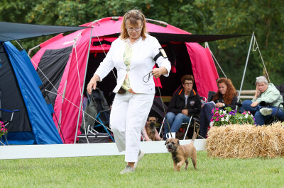 Beck'sches Elisabeth beim Border-Terrier-Treffen in Lienen
