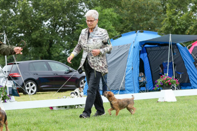 Beck'sches Emil beim Border-Terrier-Treffen in Lienen